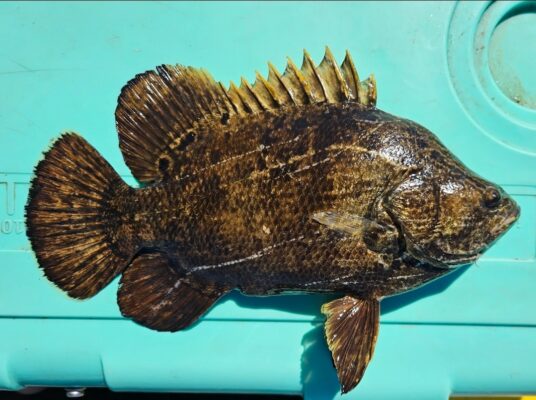 Screenshot_20250630_092740_Photos