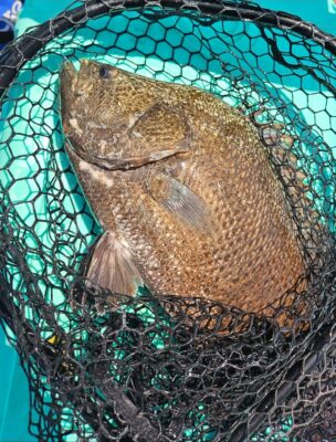 Screenshot_20250630_092548_Photos