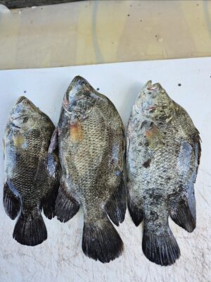 Screenshot_20250630_092515_Photos