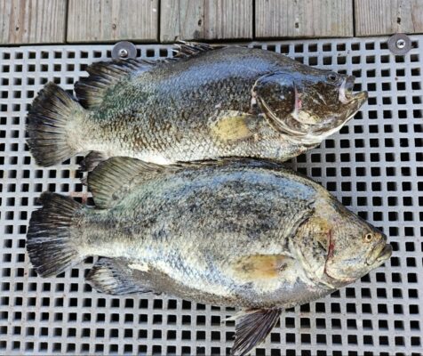 Screenshot_20250630_092600_Photos