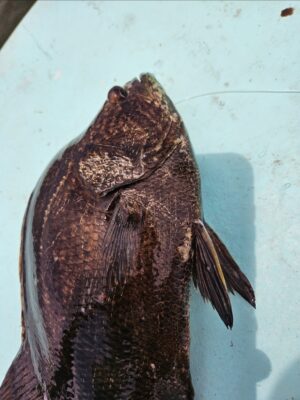 Screenshot_20250630_092448_Photos