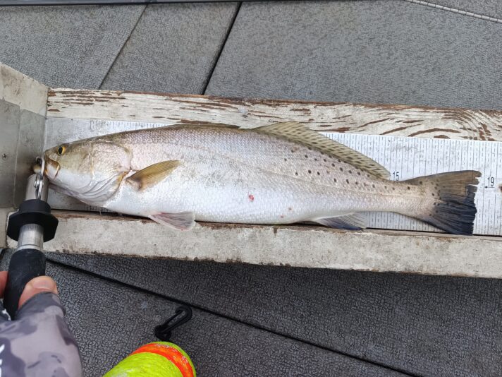 IMG_20250420_173308_181