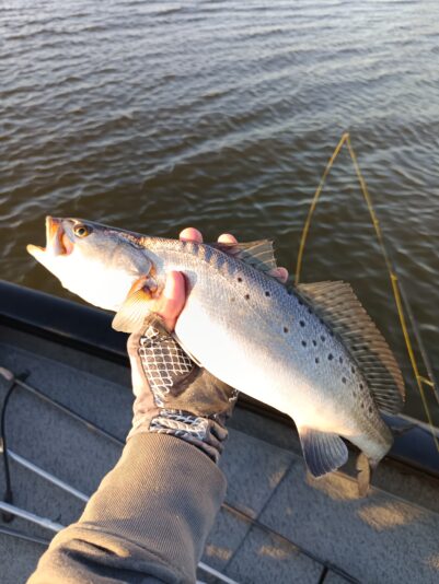 IMG_20260302_172248_956