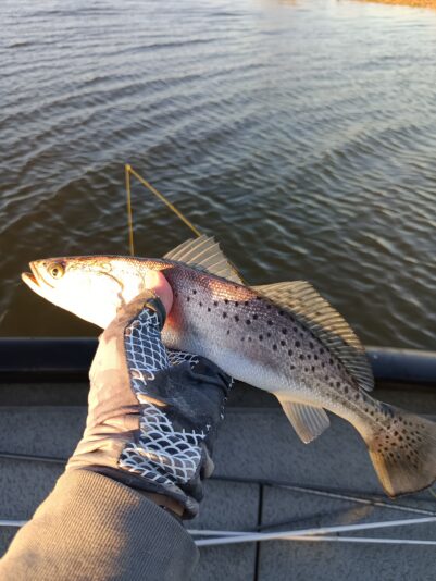 IMG_20260302_172448_341