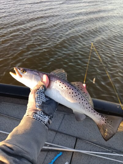 IMG_20260302_172643_351