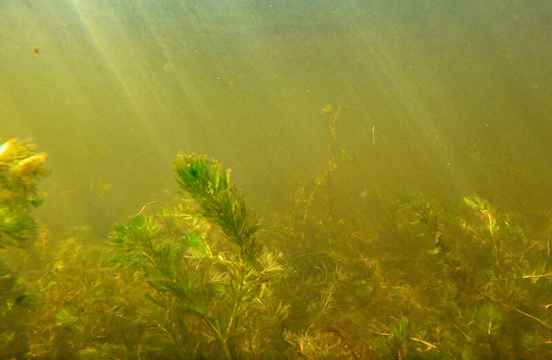 underwater-shimmering-1000