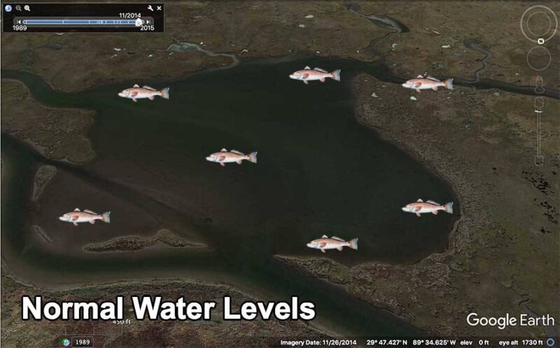 Redfish-Normal-Water-Levels