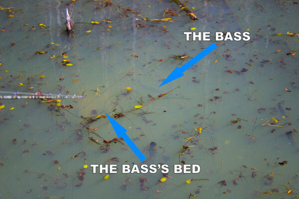 Bass-Spawning-Bed-Polarized-Lens