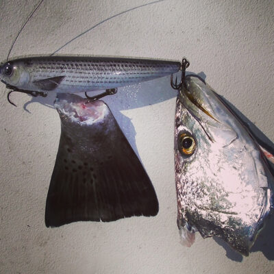 Trout-Head-on-Topwater