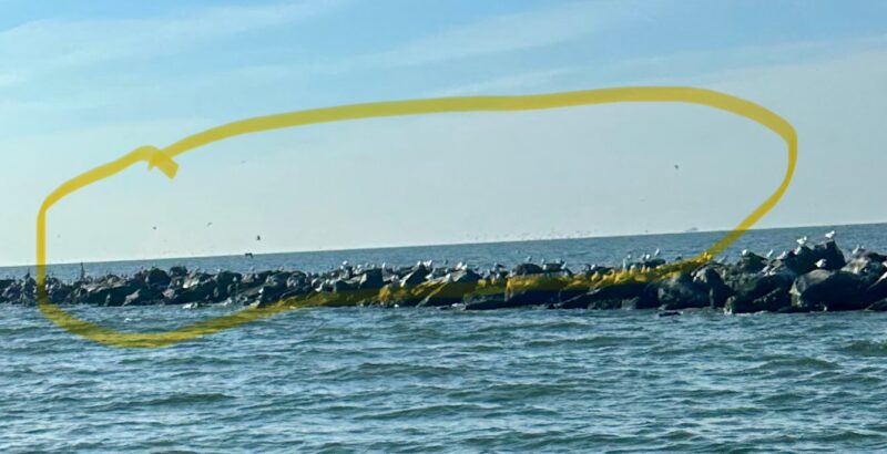 South Break Birds 92826