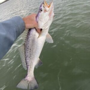 Profile photo of TroutDawg