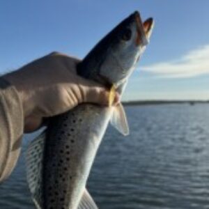 Profile photo of bayoudrew