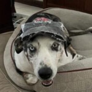 Profile photo of Catahoula
